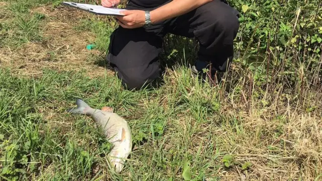 Man checking dead fish