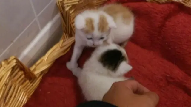 Kittens