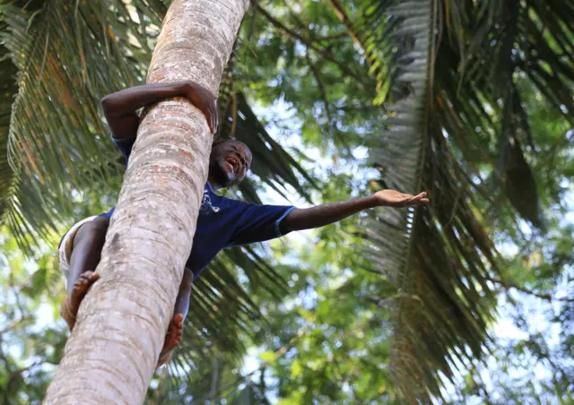 Man climbing a tree