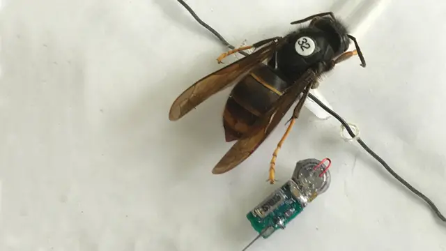 Asian hornet and tracker