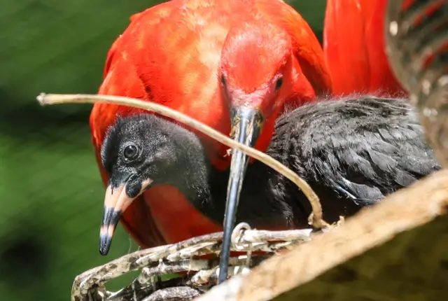 Scarlet Ibis Chick