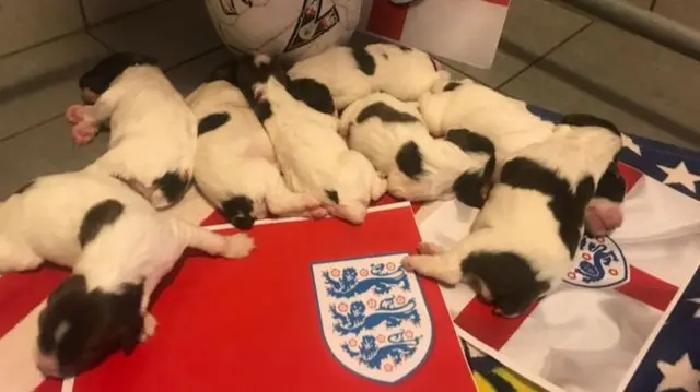 World cup puppies