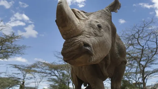 A white rhino