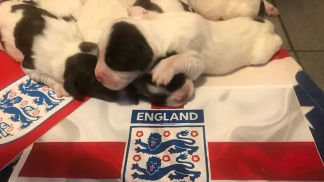 World cup pup