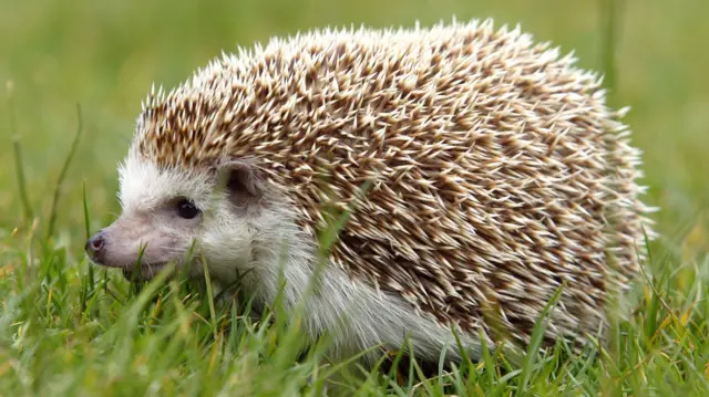 hedgehog