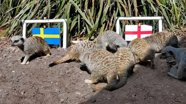 Meerkats