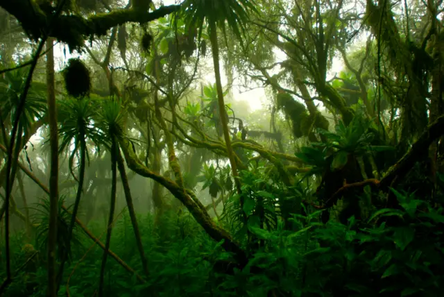 Evergreen cloud forest on the slopes of Mt. Rwenzori.