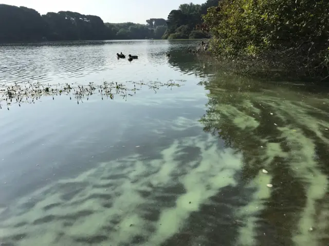 Reservoir algae