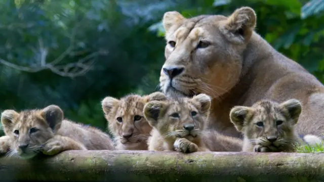 lion and cubs