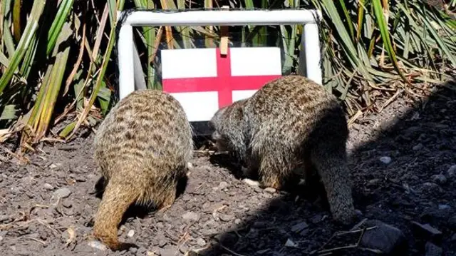 Meerkats