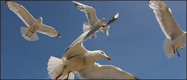 Gulls