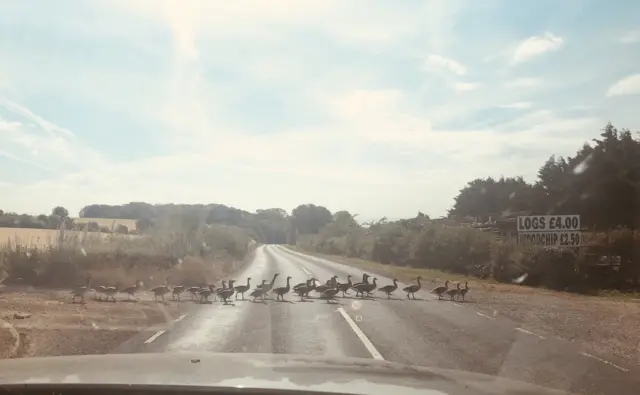 Geese