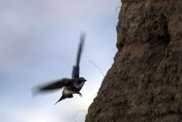 sand martin