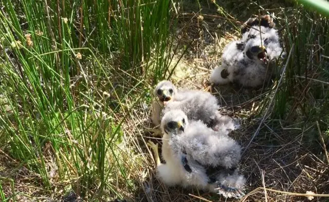 Hen Harrier chicks