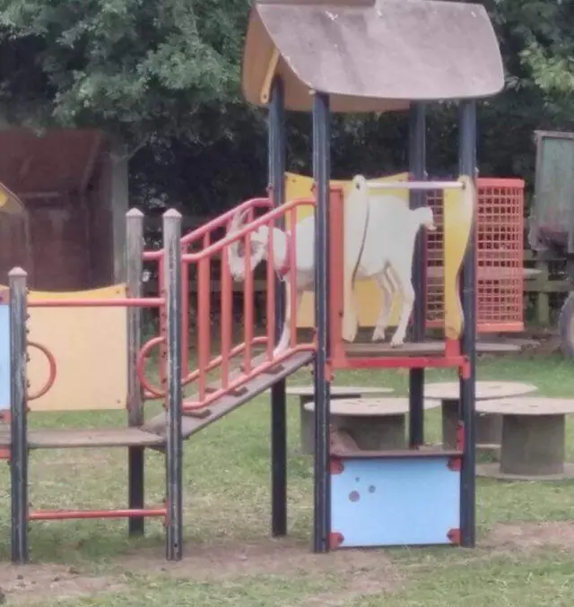 kid goats play on old play equipment