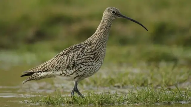 Curlew