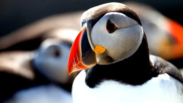 Puffin