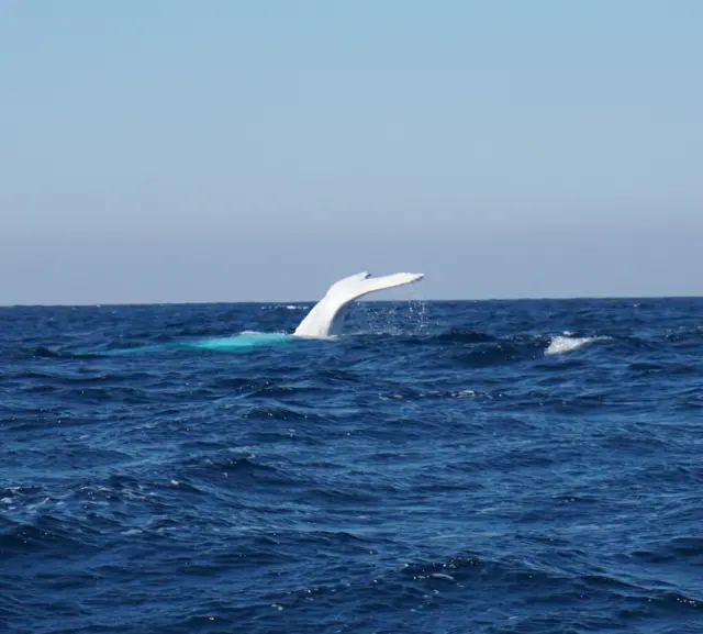 white whale