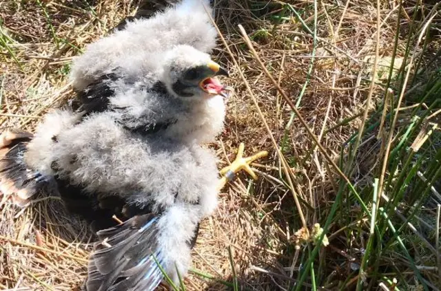 Hen Harrier chicks