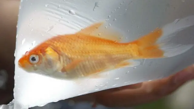 Goldfish in a bag