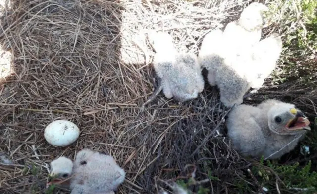 hen harrier chicks