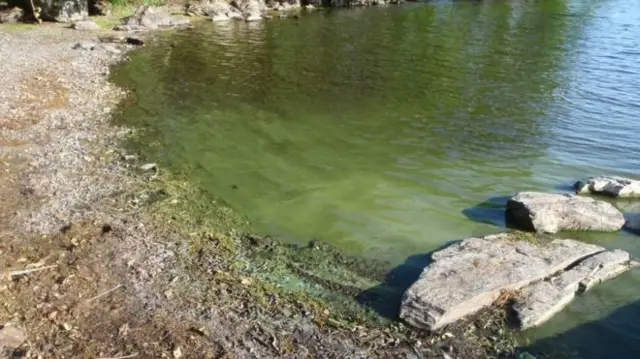 Blue-green algae