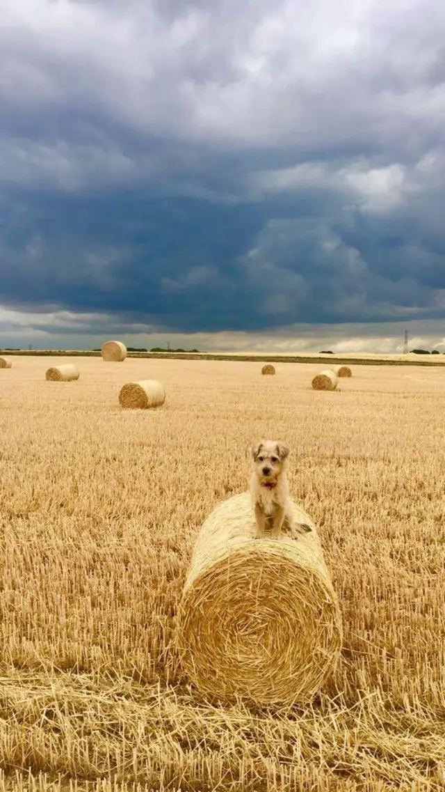 A straw-coloured terrier puppy on a hay bale