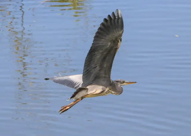 Heron