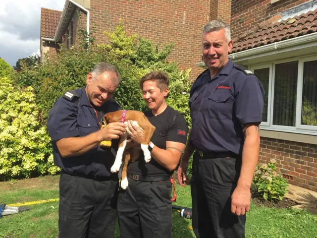 Puppy with the firefighters who rescued her