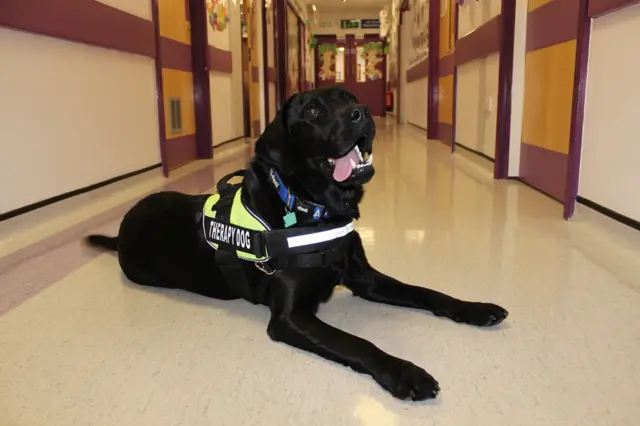 Lewis the black Labrador lying in a ward corridor