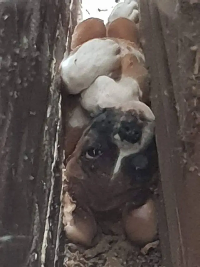 Puppy stuck between wall and shed