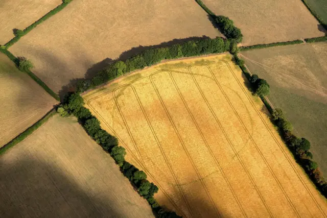 A large, prehistoric enclosure shown in crop marks on the Blackdown Hills at Churchstanton, Somerset