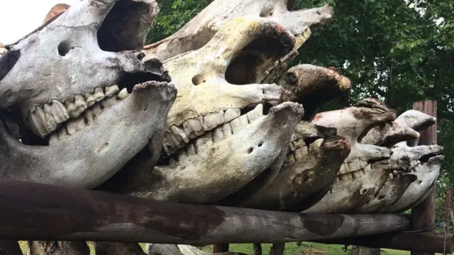 Rhino skulls in South Africa