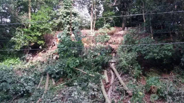 Cut down trees on embankment