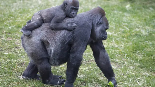 Gorillas at Twycross Zoo