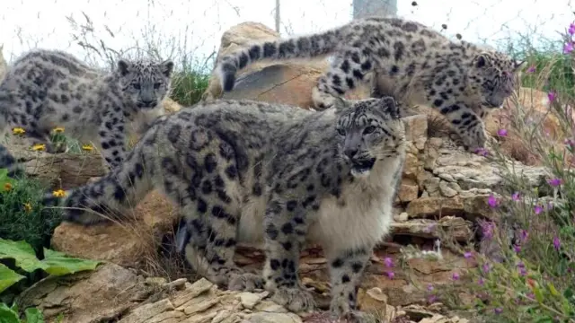 Snow leopards at Twycross Zoo, Leicestershire