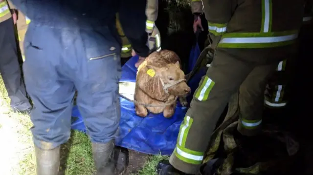 The calf after being rescued