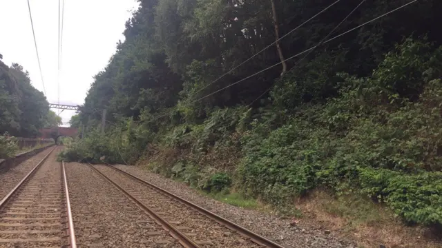 One of the trees on the railway line