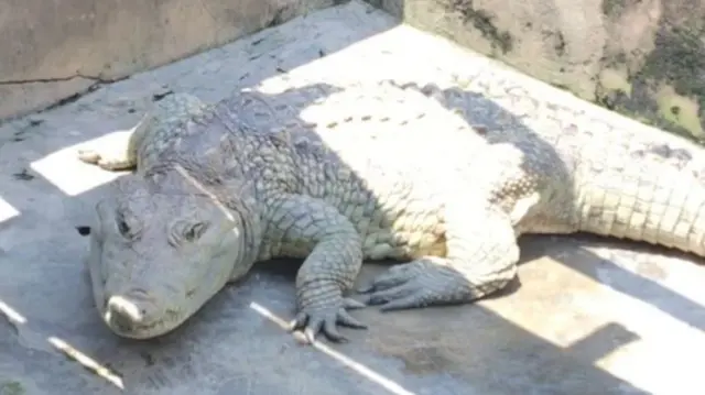 Crocodile in Ibadan, Nigeria