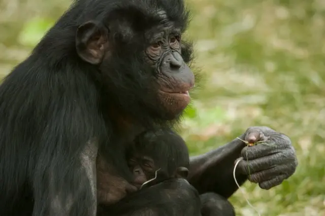 Bonobo Kianga with her baby at Twycross Zoo