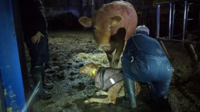 The calf being reunited with mother