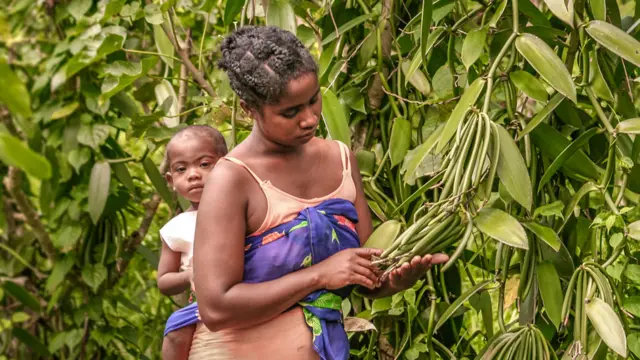 Woman looking at vanilla pods in Madagascar