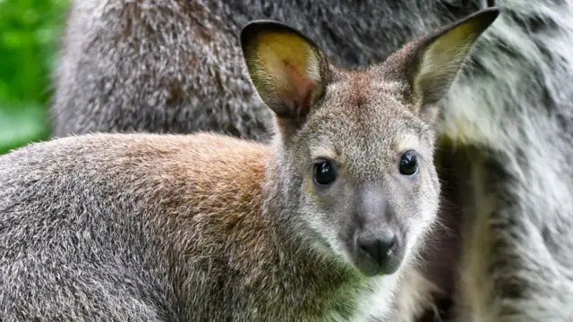 General view of wallaby