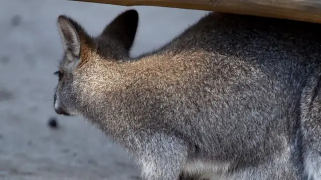 General view of a wallaby