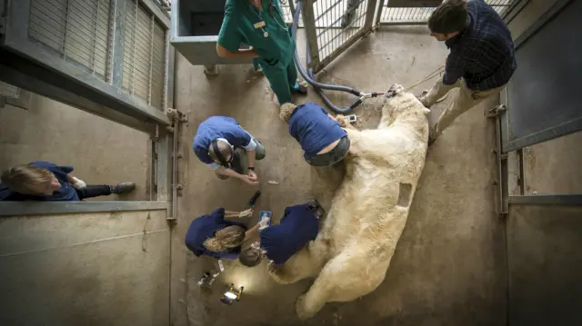 A polar bear on the floor