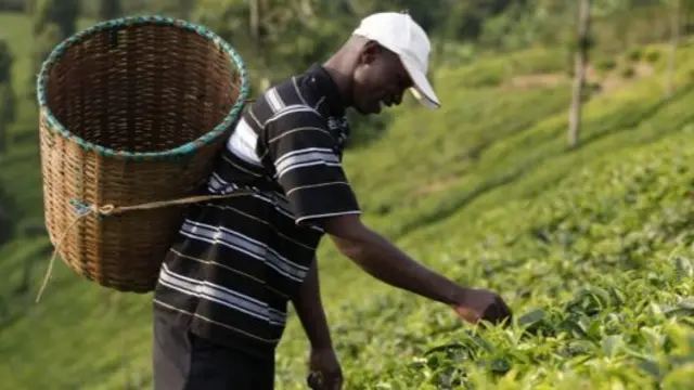 A tea picker in Kenya