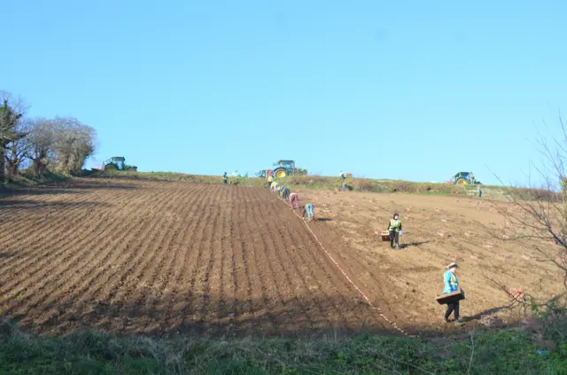 Jersey Royals planting in Rozel