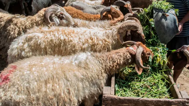 Sheep at a market selling to those preparing for Eid in Egpyt