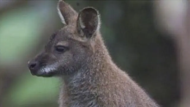 Wallaby