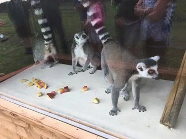 Lemurs